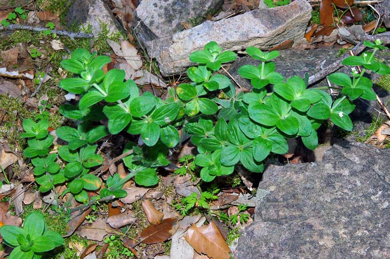 Galium scabrum / Caglio ellittico